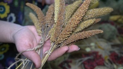 Чумиз та сенегальське просо Чумиз та сенегальське просо