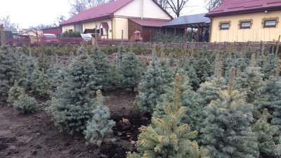 На Черкащині продали 8 тисяч новорічних дерев