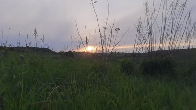 Поле біля Острога