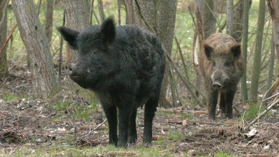 Удвічі більше ніж торік: на Черкащині зросла кількість диких кабанів Удвічі більше ніж торік: на Черкащині зросла кількість диких кабанів