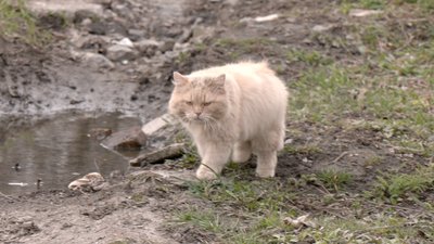 На Вінниччині зооволонтери облаштували пункт тимчасової перетримки безпритульних тварин На Вінниччині зооволонтери облаштували пункт тимчасової перетримки безпритульних тварин