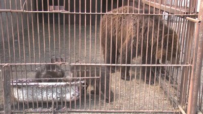 Екологи кажуть, що вольєр для ведмедів замалий. Фото: Суспільне. Поділля. Екологи кажуть, що вольєр для ведмедів замалий. Фото: Суспільне. Поділля.