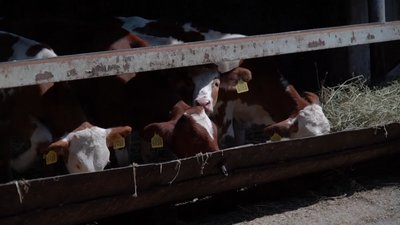 Фермерство на лінії фронту: на Донеччині попри бойові дії продовжує працювати молочна ферма Фермерство на лінії фронту: на Донеччині попри бойові дії продовжує працювати молочна ферма