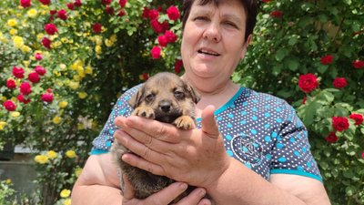 "Ми б усіх забрали". Подружжя буковинців забрали з притулку евакуйоване цуценя із заводненої Херсонщини "Ми б усіх забрали". Подружжя буковинців забрали з притулку евакуйоване цуценя із заводненої Херсонщини