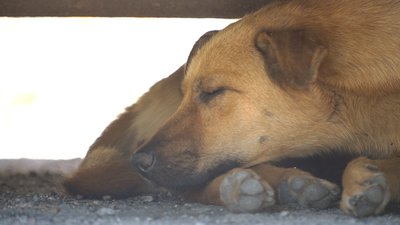 Як запобігти сонячному або тепловому удару у тварин. Пояснює лікарка