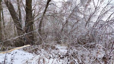 На Чернігівщині через крижаний дощ досі без світла 219 населених пунктів На Чернігівщині через крижаний дощ досі без світла 219 населених пунктів