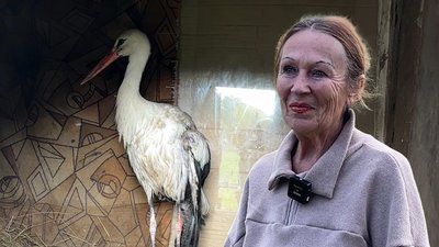 Новини Шацька, травмований лелека, лелека не відлетів