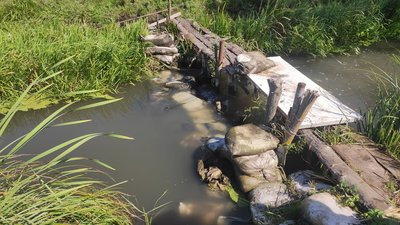 На Львівщині селяни звинувачують свиноферму у забрудненні місцевої річки