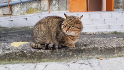 Рівненські таксисти безкоштовно везтимуть того, хто візьме тварину з притулку