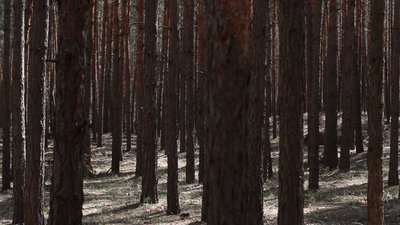 500 гектарів лісу у Трушівцях обробили від шкідників 500 гектарів лісу у Трушівцях обробили від шкідників