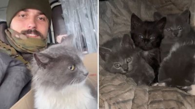 "Киця з Яковлівки". Як воїни підрозділу БУАР з Прикарпаття рятують котиків "Киця з Яковлівки". Як воїни підрозділу БУАР з Прикарпаття рятують котиків