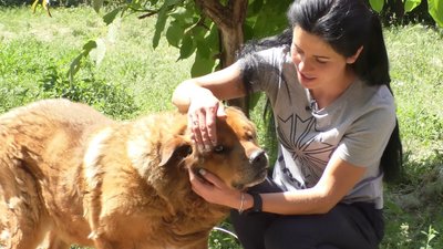 притулок для тварин притулок для тварин