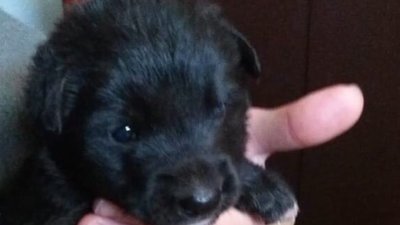 У Житомирі врятований пес Лаккі готується святкувати свій третій день народження У Житомирі врятований пес Лаккі готується святкувати свій третій день народження