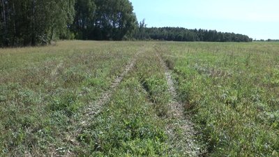 Сліди від автівок, які ведуть від місць вирубок