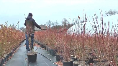 Ринок землі. Хто з 1 липня зможе купити чи продати ділянку під сільське господарство Ринок землі. Хто з 1 липня зможе купити чи продати ділянку під сільське господарство