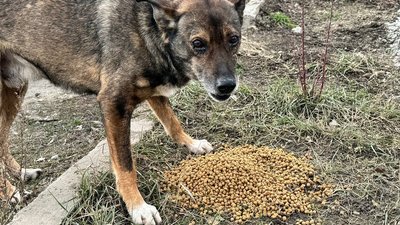 Зооволонтери, волонтери допомагають тваринам, тварини на прифронтових територіях, собака в Оріхові Зооволонтери, волонтери допомагають тваринам, тварини на прифронтових територіях, собака в Оріхові