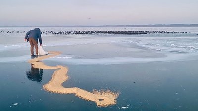 В озері Світязь на Волині рятують близько тисячі перелітних птахів В озері Світязь на Волині рятують близько тисячі перелітних птахів