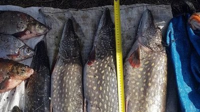 На Житомирщині інспектори рибоохоронного патруля затримали браконьєра На Житомирщині інспектори рибоохоронного патруля затримали браконьєра