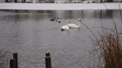 "Коли замерзає вода, їм нічим живитися". У Сумах на водоймі помітили кількох лебедів "Коли замерзає вода, їм нічим живитися". У Сумах на водоймі помітили кількох лебедів