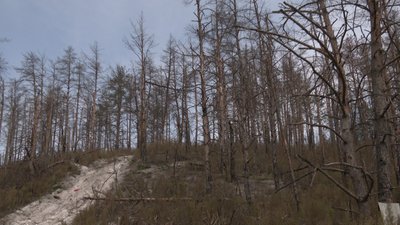 Рідкісна порода сосна Святогірськ Донецька область Рідкісна порода сосна Святогірськ Донецька область