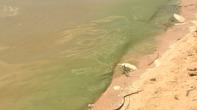 Цвіте і пахне черкаський Дніпро: чи безпечно там купатися Цвіте і пахне черкаський Дніпро: чи безпечно там купатися
