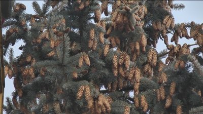 Вінницькі лісівники заготовляють насіння хвойних порід Вінницькі лісівники заготовляють насіння хвойних порід
