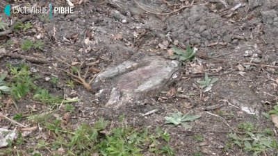 Слідство триває, очевидці непокояться: На Рівненщині розслідують незакону вирубку дерев Слідство триває, очевидці непокояться: На Рівненщині розслідують незакону вирубку дерев