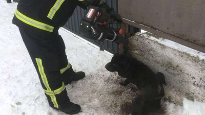 На Волині шарпея, який застряг у паркані, визволяли рятувальники На Волині шарпея, який застряг у паркані, визволяли рятувальники