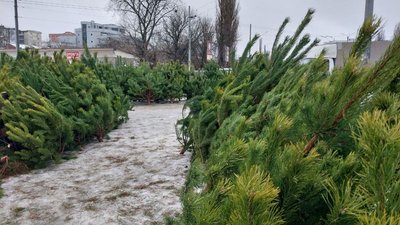 На Сумщині перевірили законність продажу ялинок На Сумщині перевірили законність продажу ялинок