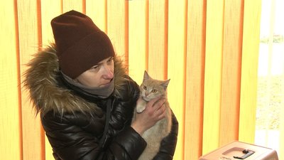 Кішка Крем-брюле Кішка Крем-брюле