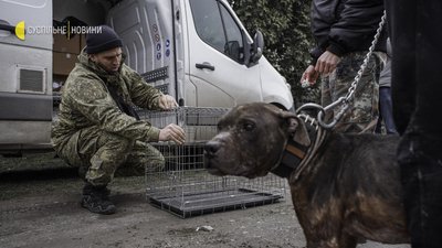 Як волонтери рятують тварин на звільненій Київщині