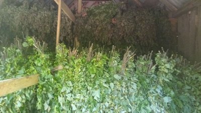 У лісгоспі на Черкащині заготовляють корм для підгодівлі диких тварин взимку