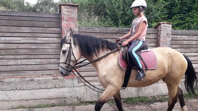 "У світі їх менше тисячі": у Львові розводять рідкісну породу коней "У світі їх менше тисячі": у Львові розводять рідкісну породу коней