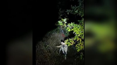 У Полтаві в лісі знайшли прив’язаного до дерева собаку