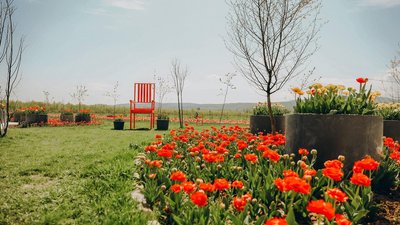 Тюльпанове поле на Буковині відкрили для відвідувачів – що нового цьогоріч Тюльпанове поле на Буковині відкрили для відвідувачів – що нового цьогоріч