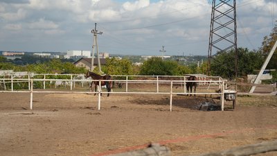 "Така синергія з природою": у Запоріжжі табун коней гуляє містом. Що відомо "Така синергія з природою": у Запоріжжі табун коней гуляє містом. Що відомо
