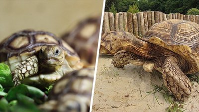 Поповнення в родині 140-кілограмового Габі: у харківському екопарку народилися 14 черепах
