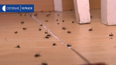 Не можливо ні їсти, ні спати: на Черкащині кілька сіл потерпають від мух Не можливо ні їсти, ні спати: на Черкащині кілька сіл потерпають від мух