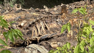 У Зіньківській громаді спрямували 700 тисяч гривень на ліквідацію звалища решток тварин