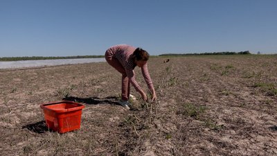 "Росте від десяти до п'ятнадцяти сантиметрів за день": як на Вінниччині вирощують спаржу "Росте від десяти до п'ятнадцяти сантиметрів за день": як на Вінниччині вирощують спаржу