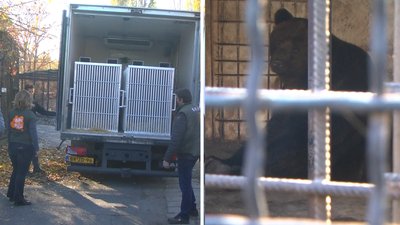 Ведмеді Малюк та Ляля вирушили із Запоріжжя до нової домівки у Нідерландах