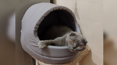 "Я її взяла і почала плакати": історія кішки Бусі, яку господарка втратила внаслідок атаки РФ "Я її взяла і почала плакати": історія кішки Бусі, яку господарка втратила внаслідок атаки РФ