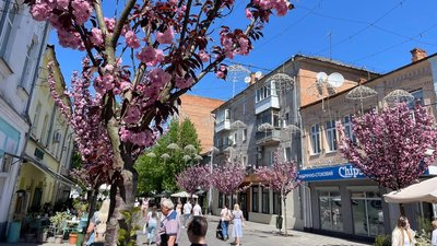 Житомир, погода, сакура, 8 травня 2026 року