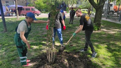 Сріблясті клени та вейгела. У Дніпрі студенти і волонтери озеленили сквер