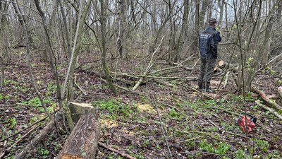 На Тернопільщині чоловіка підозрюють в незаконній порубці дерев На Тернопільщині чоловіка підозрюють в незаконній порубці дерев