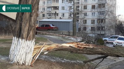 У Харкові дерево впало на перехожого, чоловік загинув У Харкові дерево впало на перехожого, чоловік загинув