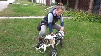 Житомирянка Віра Савіцька доглядає за трьома собаками з інвалідністю та сімома котами Житомирянка Віра Савіцька доглядає за трьома собаками з інвалідністю та сімома котами