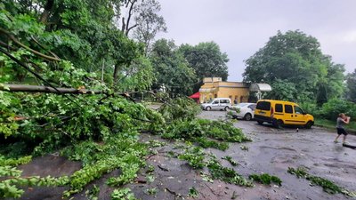 Повалені дерева та зупинка електротранспорту: у Львові скликали оперативний штаб Повалені дерева та зупинка електротранспорту: у Львові скликали оперативний штаб