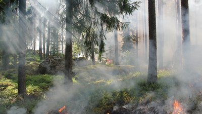 Через сільгосппали та блискавку на Херсонщині горіли ліси