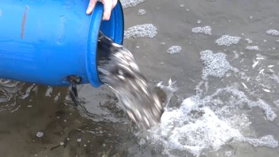 У Запоріжжі рятують рибу з крижаної пастки У Запоріжжі рятують рибу з крижаної пастки